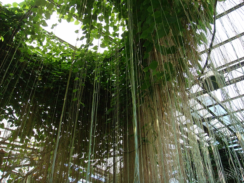 354 Longwood Gardens [2008 August 23].JPG - Longwood Gardens in Pennsylvania